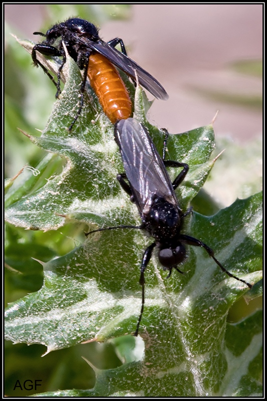 Diptera Bibionidae